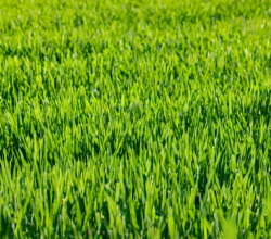 500 Million Blades of Grass